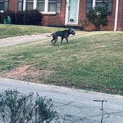 Found/Stray Male Dog last seen Stonecreek rd at Powder Springs Rd , Smyrna, GA 30080