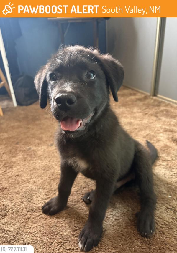 Found/Stray Male Dog last seen Atrisco Dr SW and Bridge Blvd SW, South Valley, NM 87105