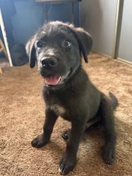 Found/Stray Male Dog last seen Atrisco Dr SW and Bridge Blvd SW, South Valley, NM 87105