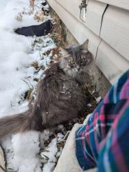 Lost Female Cat last seen Unknown, Edmonton, AB T5A 3A6