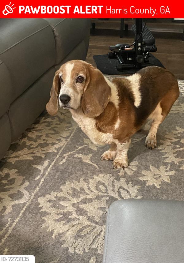 Lost Female Dog last seen Hart ridge Ct, fortson GA, Harris County, GA 31808