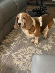 Lost Female Dog last seen Hart ridge Ct, fortson GA, Harris County, GA 31808