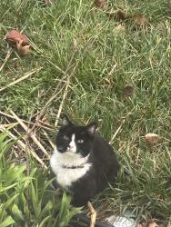 Found/Stray Unknown Cat last seen Near 46th Street and 29th Ave , Kenosha, WI 53140