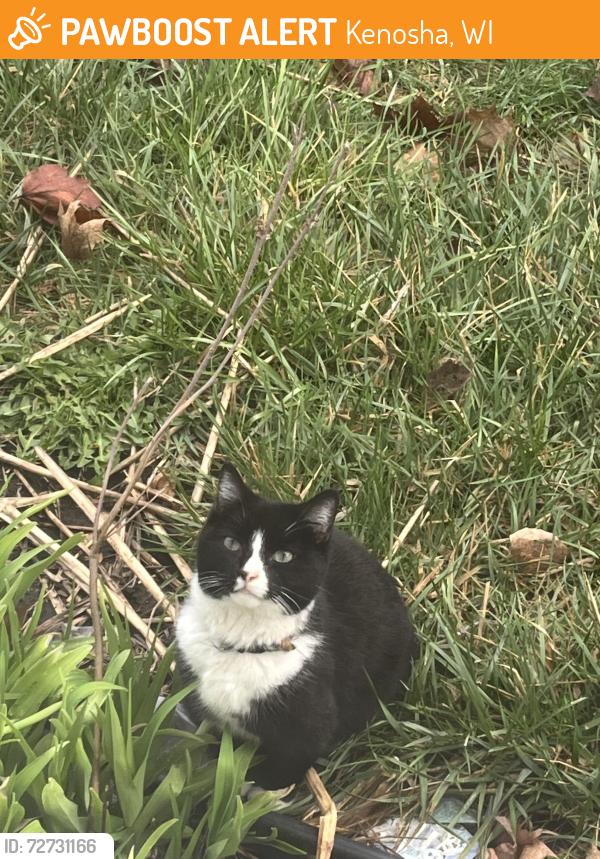Found/Stray Unknown Cat last seen Near 46th Street and 29th Ave , Kenosha, WI 53140