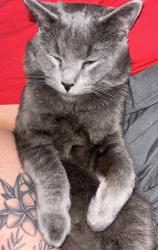 Lost Male Cat last seen Highway 63 South and I90, Stewartville, MN 55976