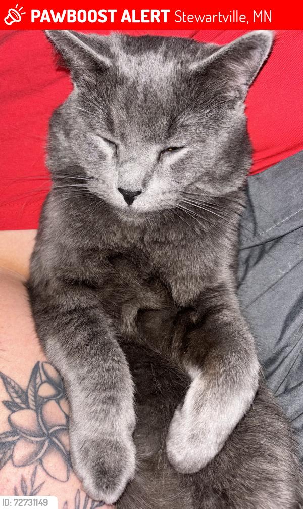 Lost Male Cat last seen Highway 63 South and I90, Stewartville, MN 55976