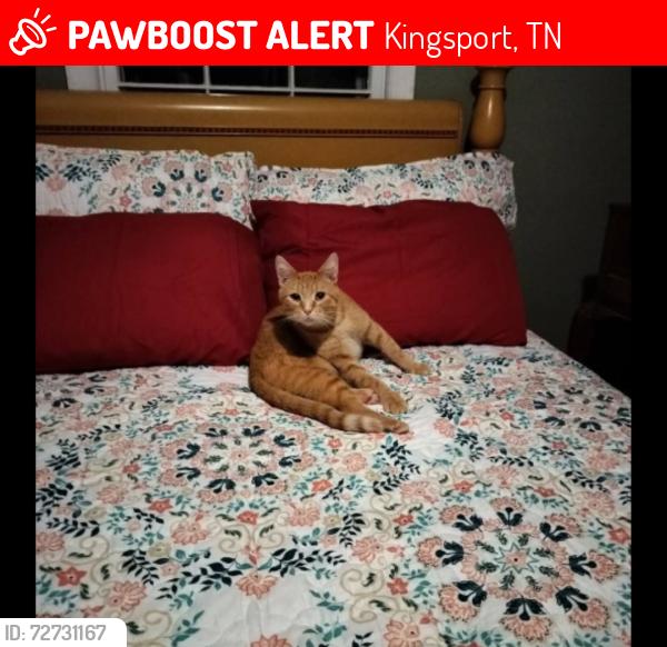 Lost Male Cat last seen Carlisle st, Kingsport, TN 37660