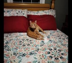 Lost Male Cat last seen Carlisle st, Kingsport, TN 37660