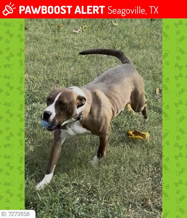 Lost Male Dog last seen Hwy 175/Modene Street, Seagoville, TX 75159
