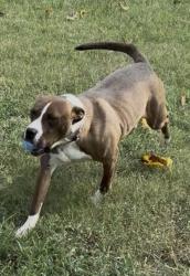 Lost Male Dog last seen Hwy 175/Modene Street, Seagoville, TX 75159