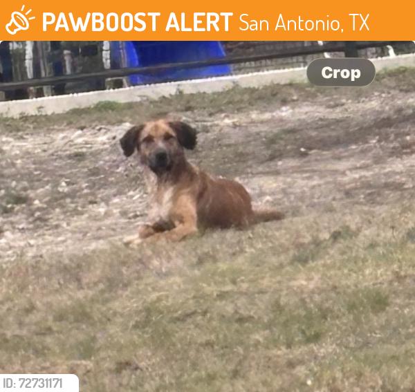 Found/Stray Unknown Dog last seen Inspiration , San Antonio, TX 78228