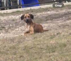 Found/Stray Unknown Dog last seen Inspiration , San Antonio, TX 78228