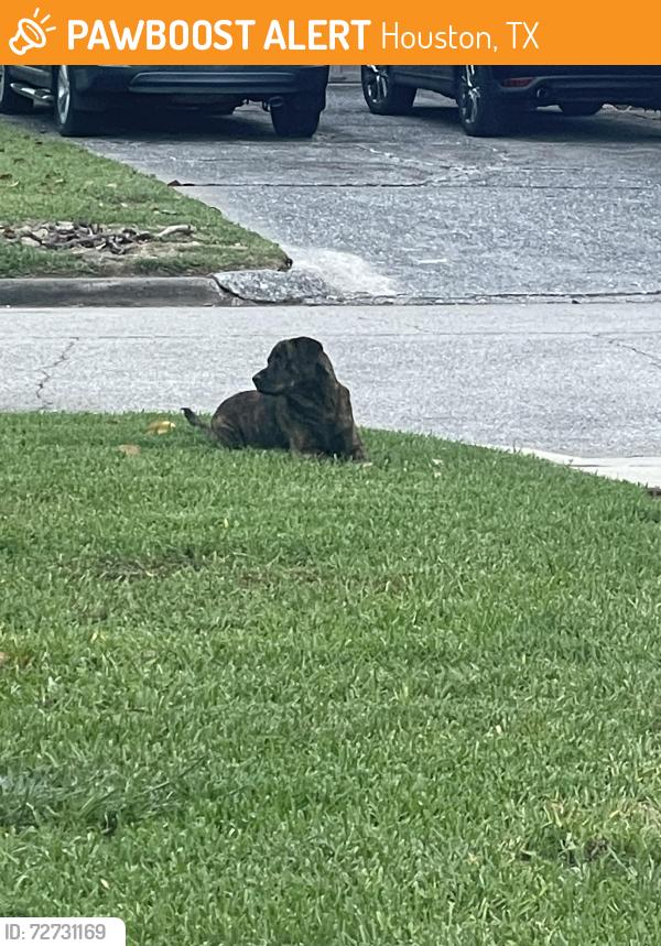 Found/Stray Male Dog last seen Gessner and westheimer , Houston, TX 77057