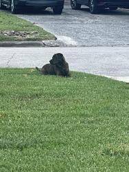 Found/Stray Male Dog last seen Gessner and westheimer , Houston, TX 77057