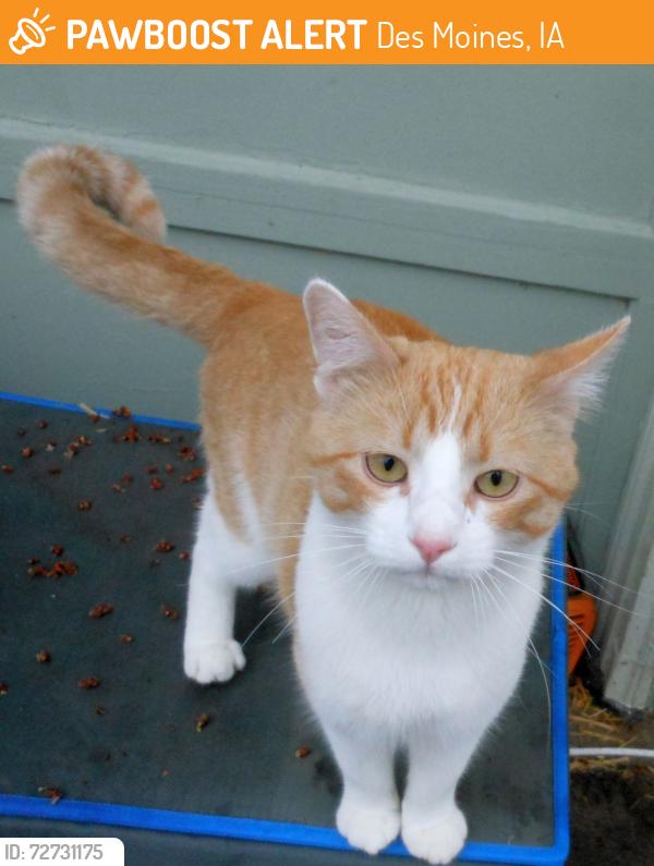 Found/Stray Unknown Cat last seen SW 15th & Amos, Des Moines, IA 50315