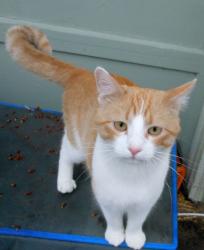 Found/Stray Unknown Cat last seen SW 15th & Amos, Des Moines, IA 50315
