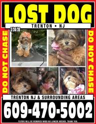 Lost Female Dog last seen Stuyvesant Ave Hermitage ,Rutherford Avenue,Bellevue ave, Trenton, NJ 08618