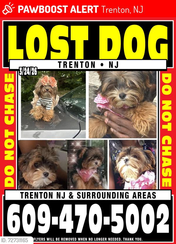 Lost Female Dog last seen Stuyvesant Ave Hermitage ,Rutherford Avenue,Bellevue ave, Trenton, NJ 08618