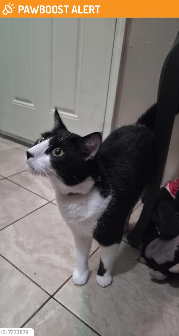 Found/Stray Female Dog last seen The retreat at altomonte, Altamonte Springs, FL 32701