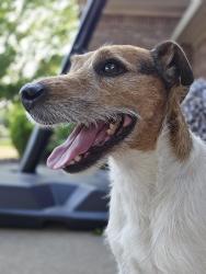 Found/Stray Male Dog last seen Robin Place and Hyde Park, Cleburne, TX 76033