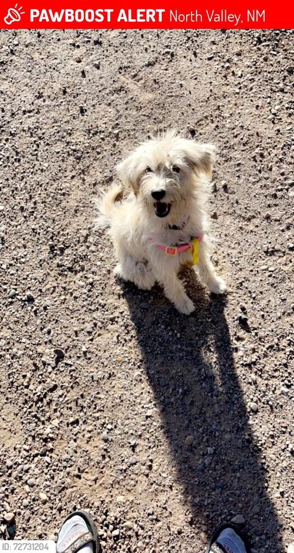 Lost Female Dog last seen 4th and Alameda, North Valley, NM 87114