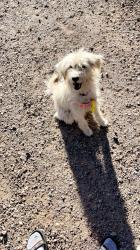 Lost Female Dog last seen 4th and Alameda, North Valley, NM 87114
