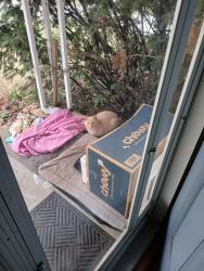 Found/Stray Unknown Cat last seen Farnum and University, Royal Oak, MI 48067