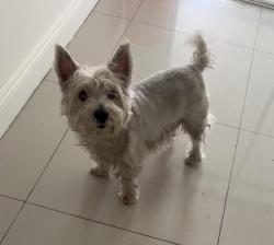 Lost Female Dog last seen LOST WHITE DOG – LUPITA  Missing near 5803 Buchanan St, Hollywood, FL   About 20 lbs   Responds to Lupita/Lupe  Please contact me immediately if seen.   Please share., Hollywood, FL 33021