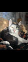 Lost Male Cat last seen Holiday Trailer Park, Walden, NY 12586