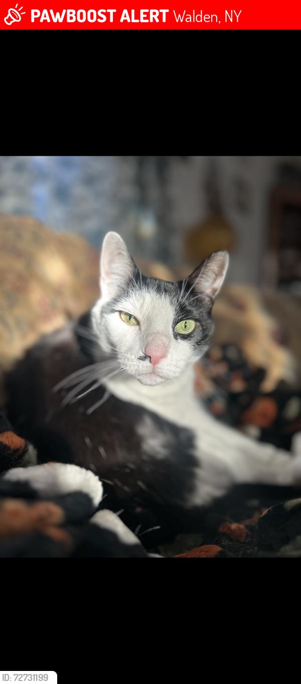 Lost Male Cat last seen Holiday Trailer Park, Walden, NY 12586