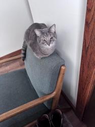 Lost Female Cat last seen US12, Jerome, MI 49249