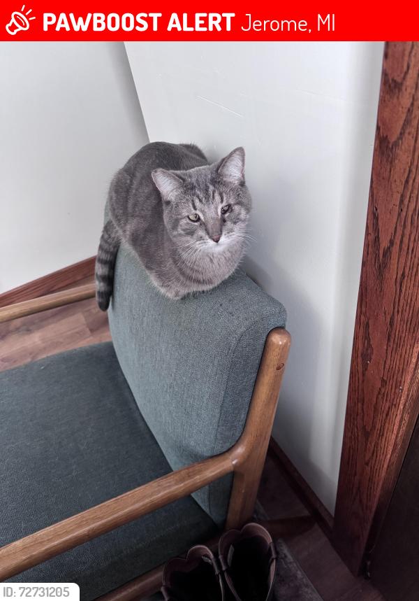 Lost Female Cat last seen US12, Jerome, MI 49249