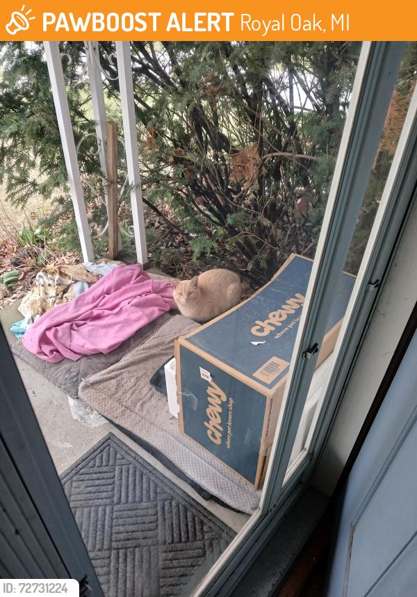 Found/Stray Unknown Cat last seen Farnum and University, Royal Oak, MI 48067