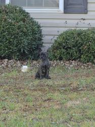 Found/Stray Unknown Dog last seen Lakewood Street , Greenville County, SC 29673