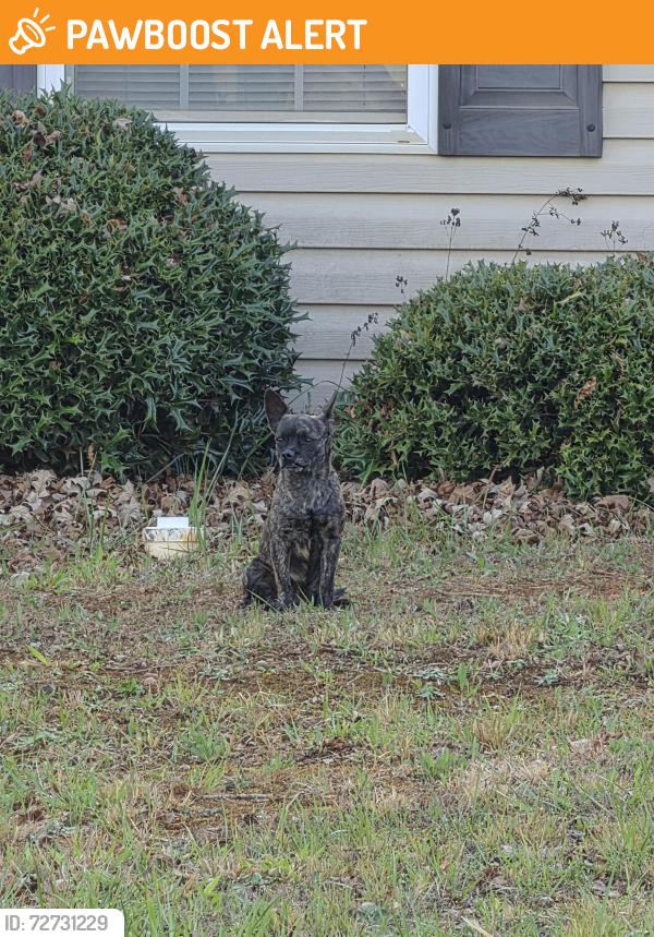 Found/Stray Unknown Dog last seen Lakewood Street , Greenville County, SC 29673