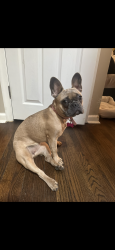 Lost Female Dog last seen Levick and Torresdale , Philadelphia, PA 19135