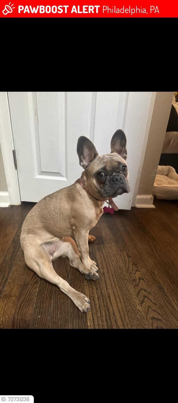 Lost Female Dog last seen Levick and Torresdale , Philadelphia, PA 19135
