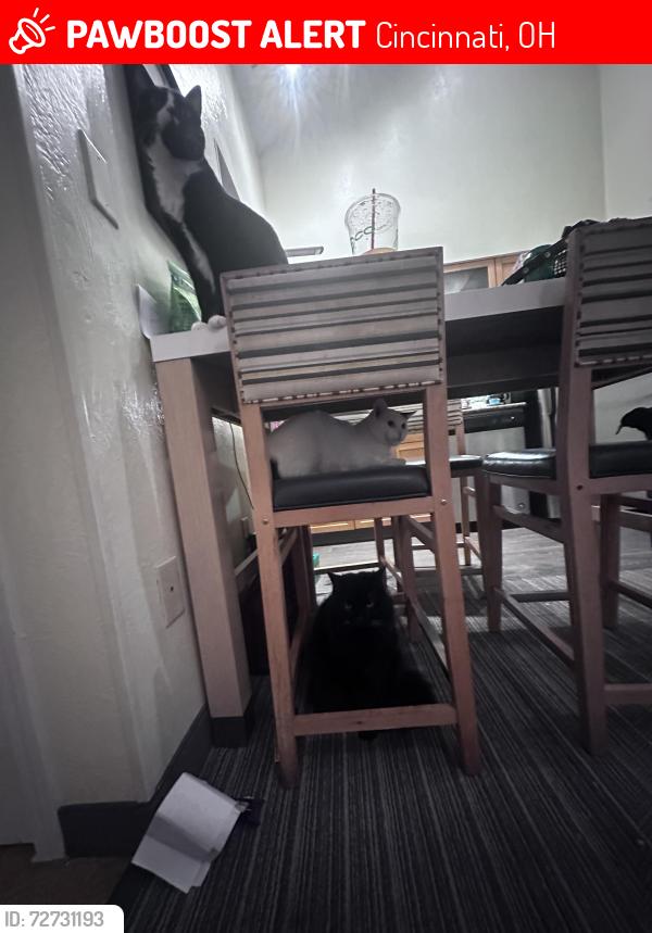 Lost Female Cat last seen Near Chester Rd Cincinnati, OH  45246 United States, Cincinnati, OH 45246
