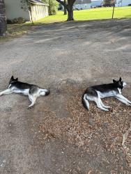 Found/Stray Female Dog last seen Behind Blue Iguana by church, Magnolia, TX 77354