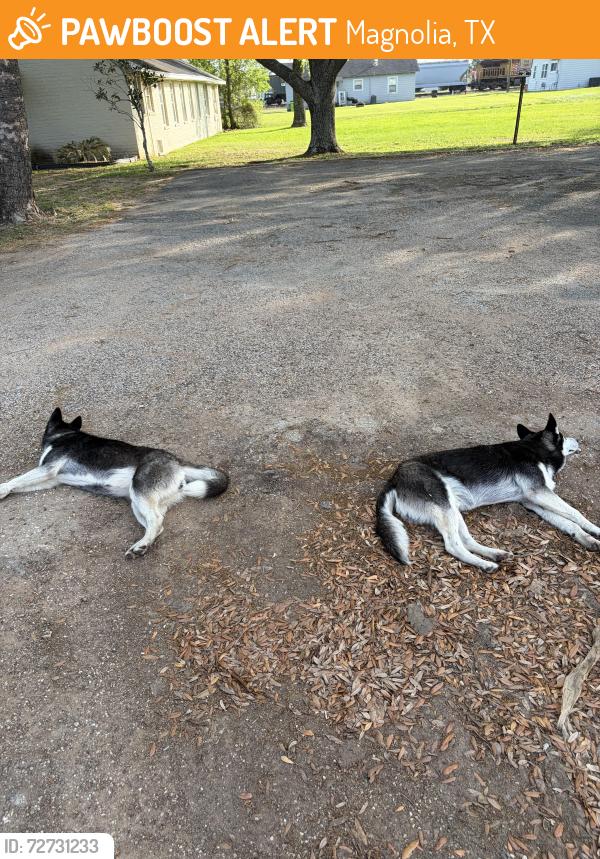Found/Stray Female Dog last seen Behind Blue Iguana by church, Magnolia, TX 77354