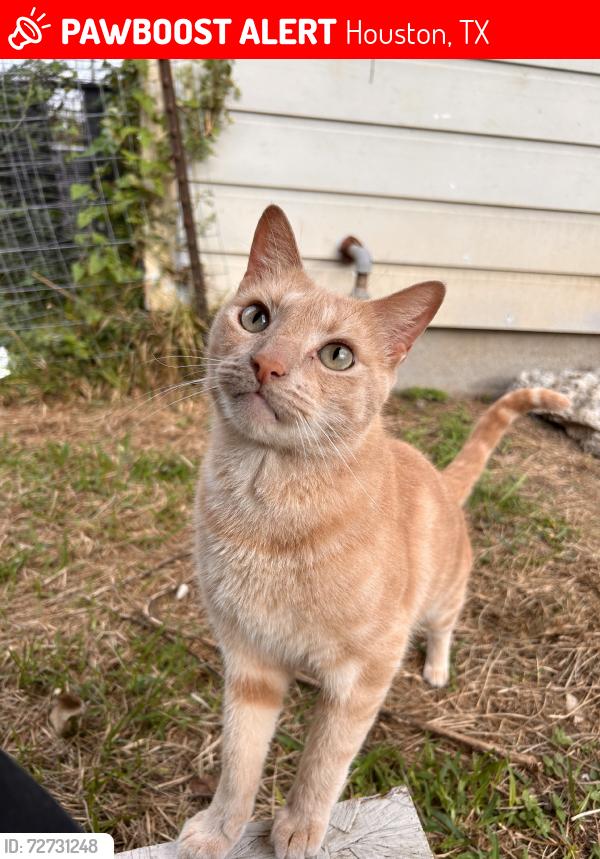Lost Male Cat last seen sellers bros, Houston, TX 77080