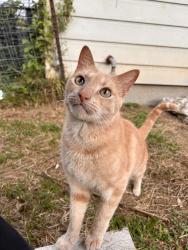 Lost Male Cat last seen sellers bros, Houston, TX 77080