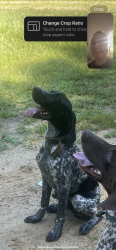 Lost Male Dog last seen County highway 123 and Preston rd , Phil Campbell, AL 35581
