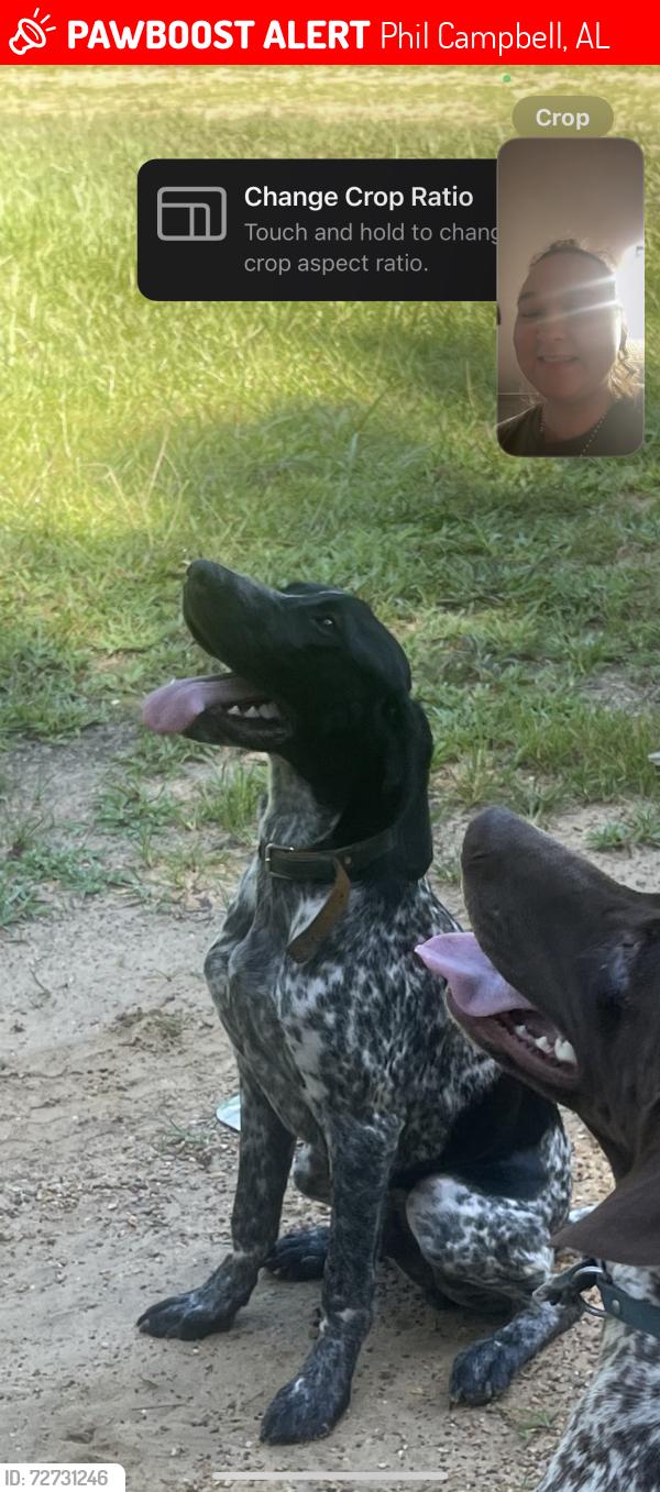 Lost Male Dog last seen County highway 123 and Preston rd , Phil Campbell, AL 35581