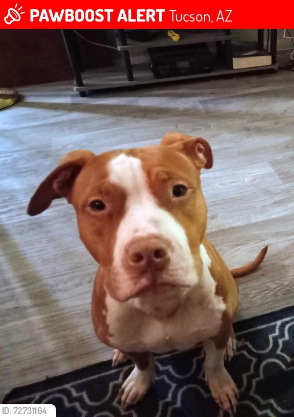 Lost Male Dog last seen Tucson mall , Tucson, AZ 85705
