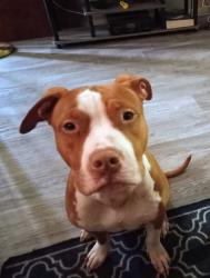 Lost Male Dog last seen Tucson mall , Tucson, AZ 85705