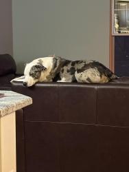Lost Female Dog last seen Cedar hollow road , Fletcher, MO 63020