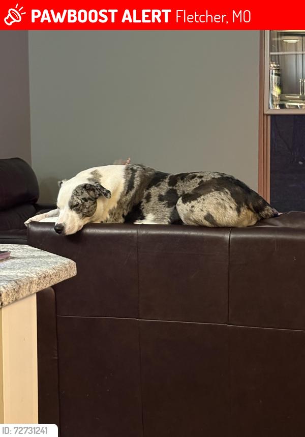 Lost Female Dog last seen Cedar hollow road , Fletcher, MO 63020