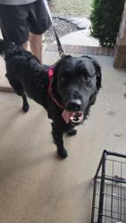 Found/Stray Male Dog last seen Pebble creek, Taylors, SC 29687