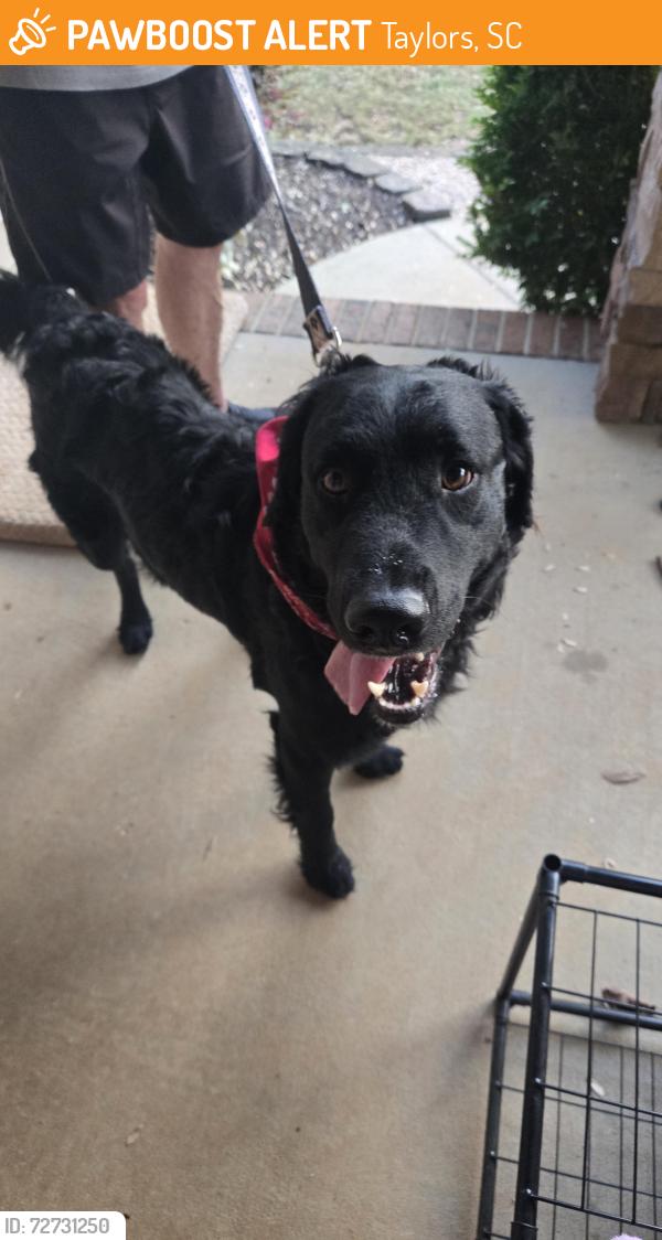 Found/Stray Male Dog last seen Pebble creek, Taylors, SC 29687